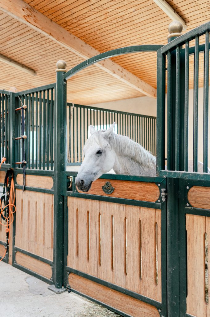 Horses in a privatized stable during a surprise proposal in Provence, Cassis.