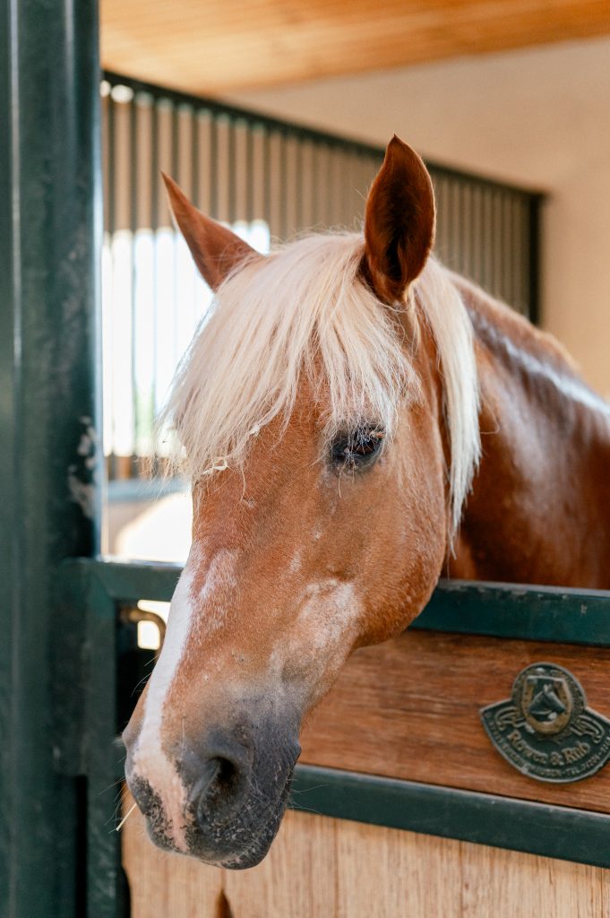 Horse in the stable during a surprise proposal in the south of france